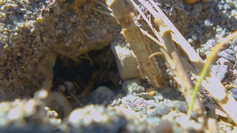 Macro Zoom In of Busy Ants Working at Anthill Entrance Stock Footage 334678034