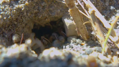 Macro Zoom Out from Busy Ants Working at Anthill Entrance Stock Footage 334678052