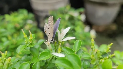 Macro Zoom of Plains Cupid Butterfly Foraging on Orange Jasmine Flower Vídeos de archivo 337546853