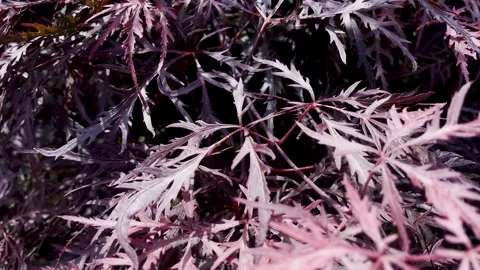 Macro zoom of red Japanese Maple leaves - Acer Palmatum foliage close up Видео 325670952