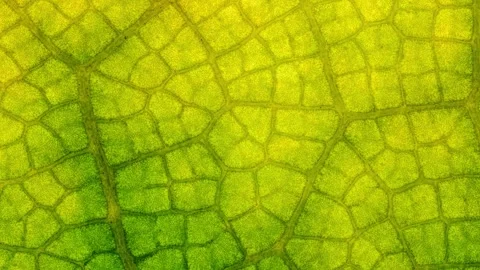 Macro zoom shot into a green leaf Stock Footage 245533307