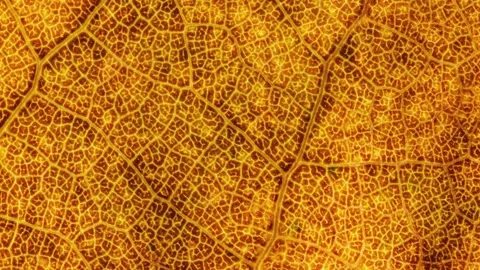 Macro zoom shot into an orange leaf Stock Footage 245533300