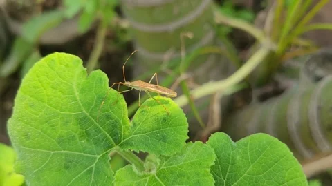 Macro Zoom of Slender Rice Bug Resting on Vibrant Green Leaf 库存影片 337546863