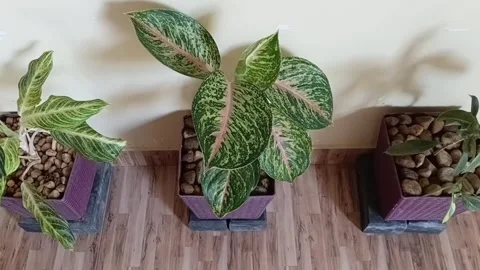 Macro Zoom In On Three Decorative Indoor Office Plants Stock Footage 340301339