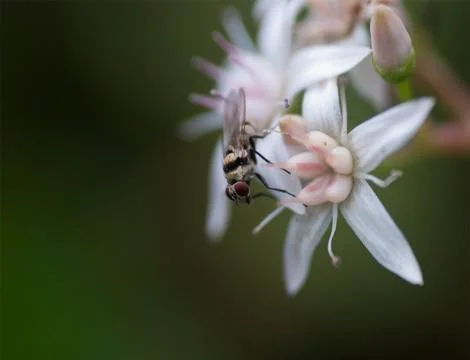 Macro1 Fotos de archivo