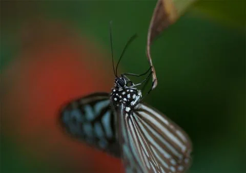 Macro2 Fotos de archivo