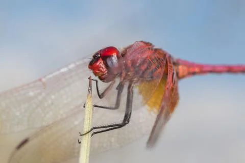 Macro2014-185 Stock Photos