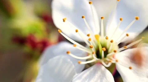 Macro_blooming apple orchards Видео 37348352
