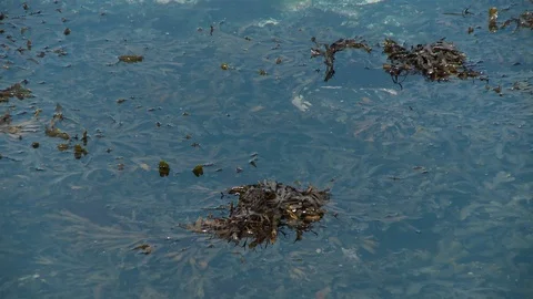 Macroalgae Swirling In Water Video stock 115872431