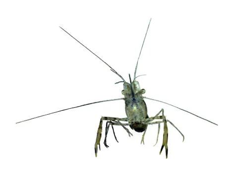 Macrobrachium Stock Photos