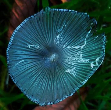 MACROCOSM Stock Photos