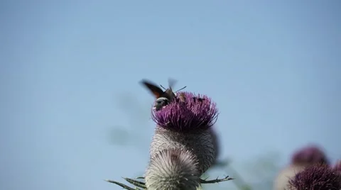 Macroglossum stellatarum 스톡 동영상 52446315