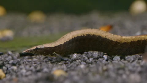 Macrognathus aral Spiny Eel on Aquarium Gravel Видео 345428601