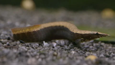 Macrognathus aral Spiny Eel on Aquarium Gravel Видео 345428686