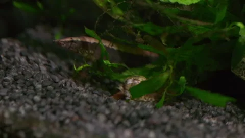 Macrognathus aral Spiny Eel on Aquarium Gravel Видео 345429192