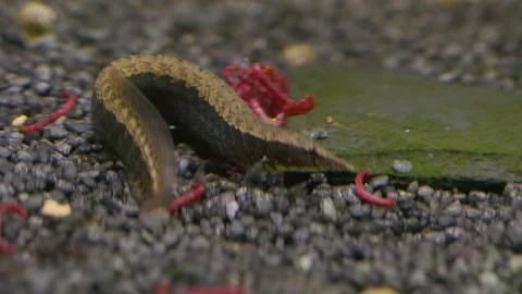 Macrognathus aral Spiny Eel on Aquarium Gravel Видео 345429842