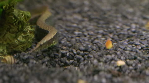 Macrognathus aral Spiny Eel on Aquarium Gravel Видео 345429844
