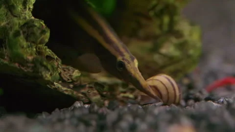 Macrognathus aral Spiny Eel on Aquarium Gravel Видео 345430623