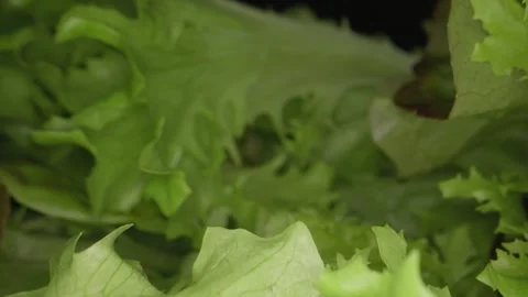 Macrography, fresh lettuce leaves stand out against a black background Stock Footage 303071395