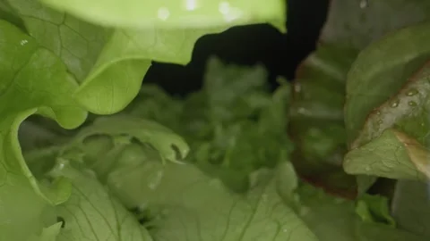 Macrography, fresh lettuce leaves stand out against a black background Stock Footage 303071567