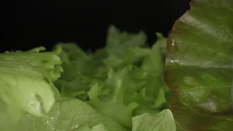 Macrography, fresh lettuce leaves stand out against a black background Stock Footage 303071790
