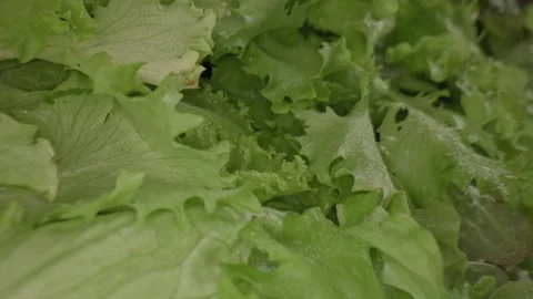 Macrography, fresh lettuce leaves stand out against a black background Stock Footage 303071928