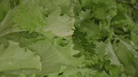 Macrography, fresh lettuce leaves stand out against a black background Stock Footage 303071937