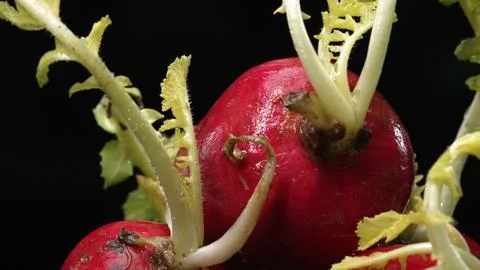 Macrography of radishes steal the spotlight with black background. Comestible. Stock Photos