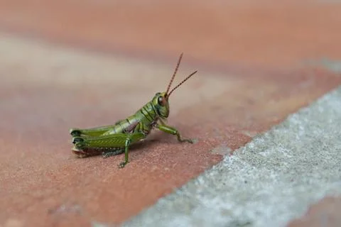 MacroGreenGrassHopper Stock Photos