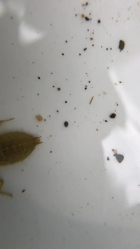 Macroinvertebrate Larvae Collected During River Sampling Video stock 293955203