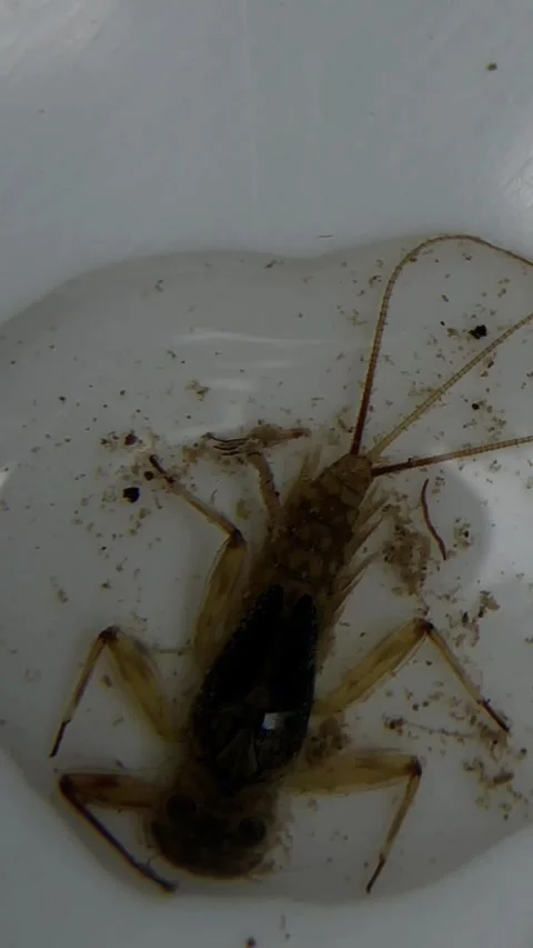Macroinvertebrate Larvae Collected During River Sampling Video stock 293955204