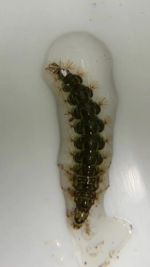Macroinvertebrate Larvae Collected During River Sampling Stock-Footage 293955223