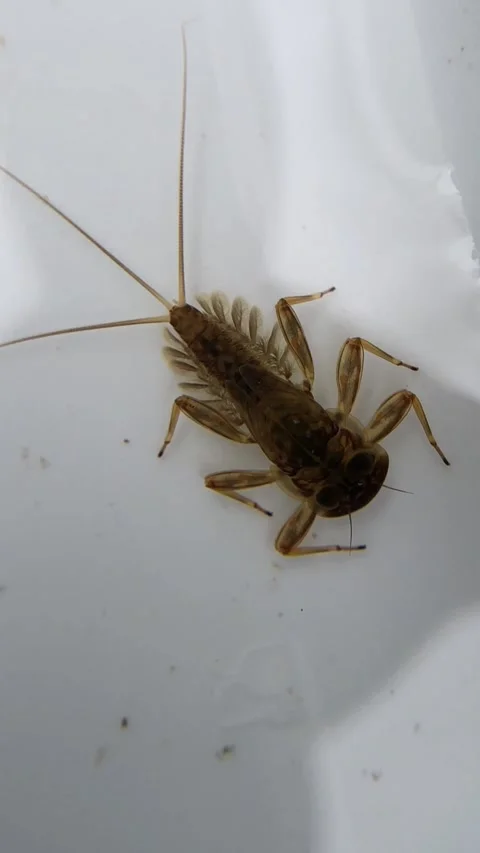 Macroinvertebrate Larvae Collected During River Sampling Video stock 293955231