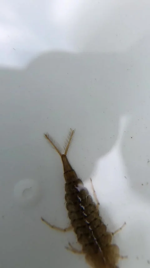 Macroinvertebrate Larvae Collected During River Sampling Stock Footage 293955286