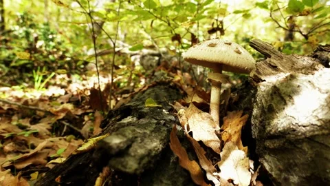 Macrolepiota procera between two trunks in autumn oak forest Stock Footage 319994422