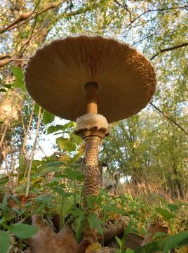 Macrolepiota procera from the low plan Stock Photos