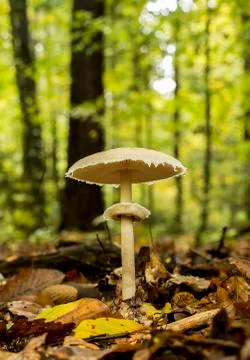 Macrolepiota procera Stock Photos