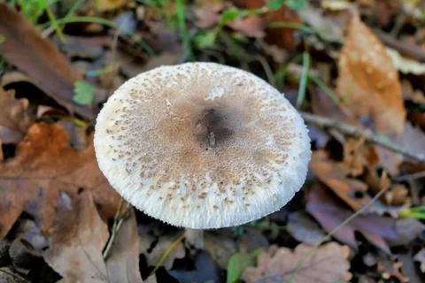 Macrolepiota procera. Stock Photos