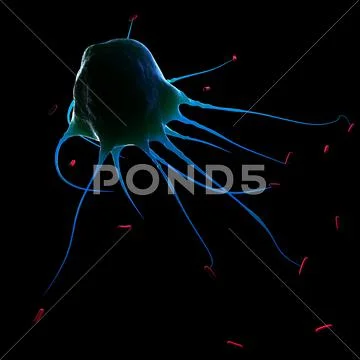 Macrophage attacking bacteria, artwork Stock Illustration