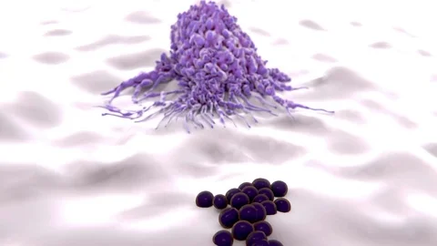 Macrophage engulfing bacteria, animation Stock Footage