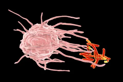 Macrophage engulfing tuberculosis bacteria Stock Illustration