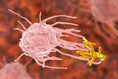 Macrophage engulfing tuberculosis bacteria Stock Illustration