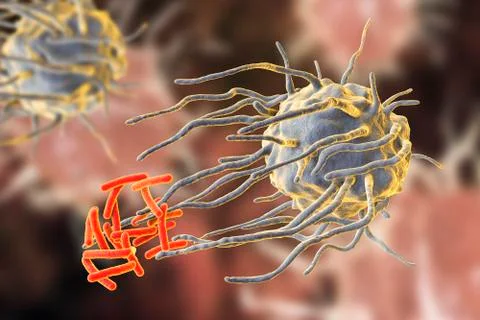Macrophage engulfing tuberculosis bacteria Stock Illustration
