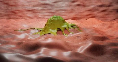 Macrophage Stock Illustration