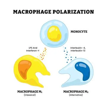 Macrophage polarization process, labeled t cell, macrophage m2, m1, interle.. Stock Illustration