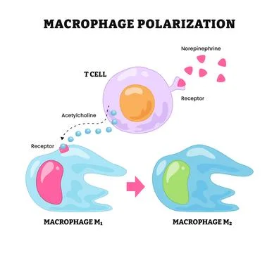 Macrophage polarization process, labeled t cell, macrophage m2, m1, interle.. Stock-Illustration