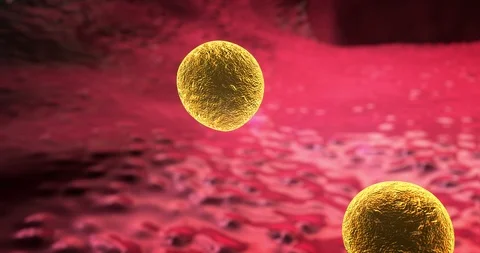 Macrophages and fat cells Stock Footage 100374019