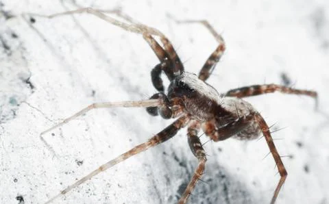 Macrophoto of a spider. Stock Photos