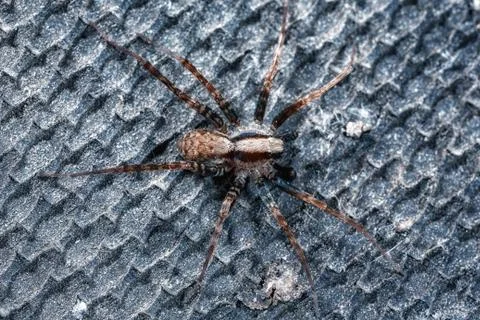Macrophoto of a spider. Stock Photos