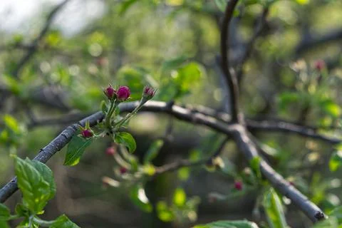 Macrophotography of an apple tree in spring bloom Stock Photos